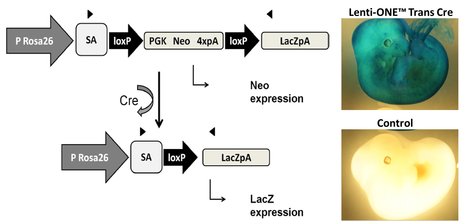 Experimental results: transgenesis application