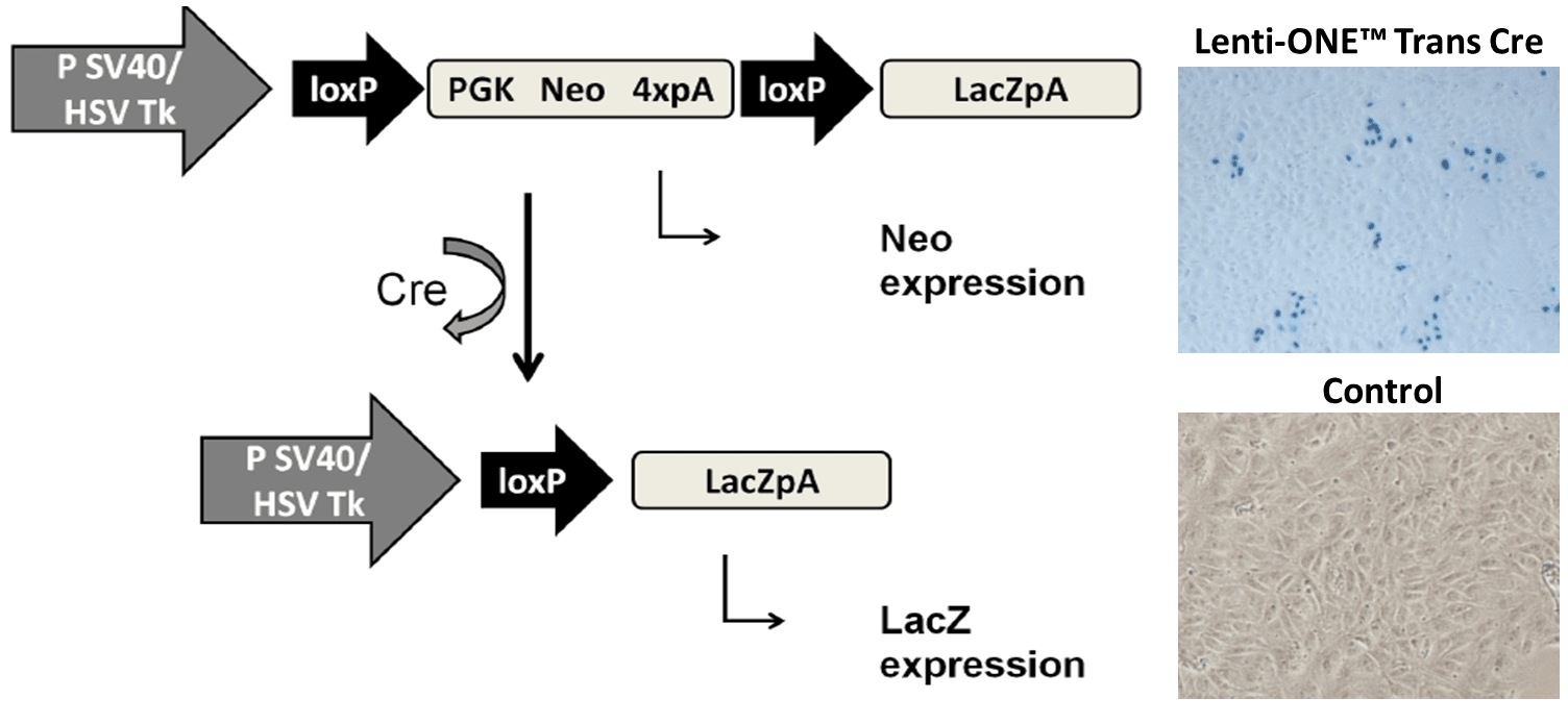 Experimental results: in vitro application