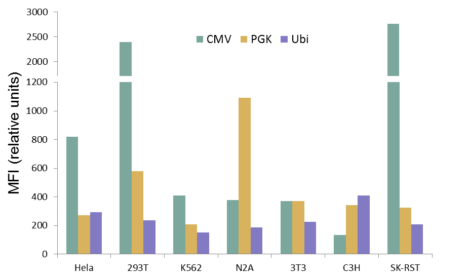 Influence of promoter on transgene expression