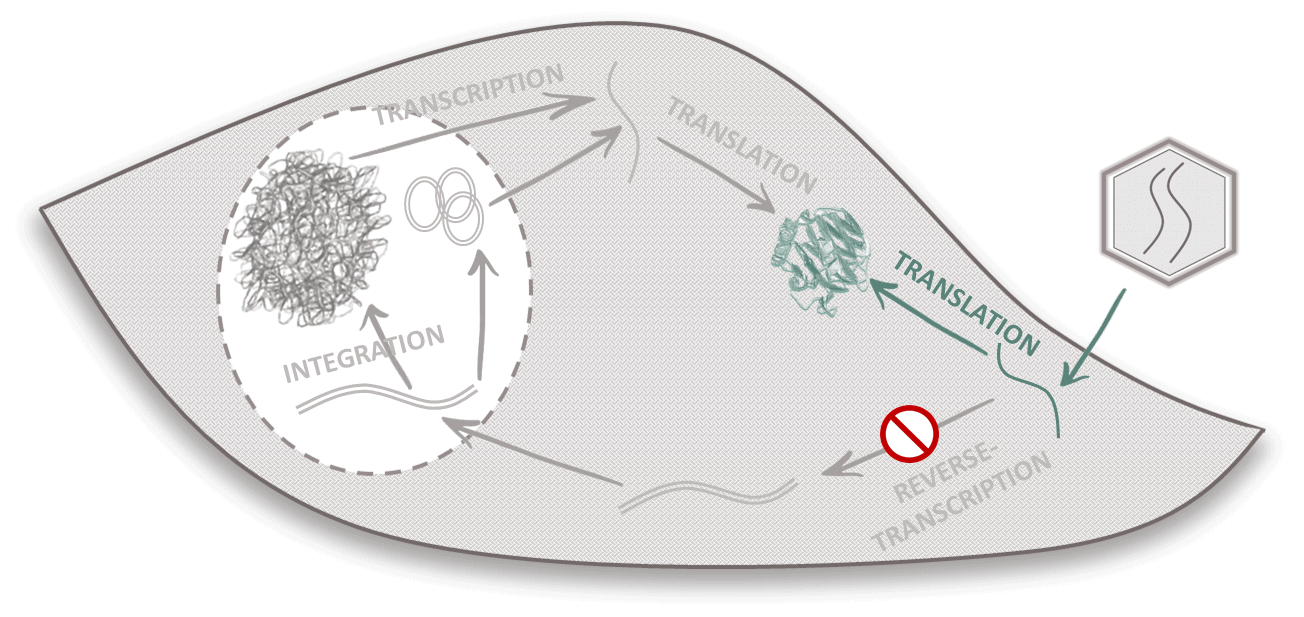 transient lentiviral vectors cycle