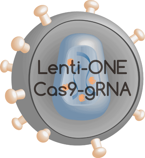 Lenti-ONE Cas9-gRNA