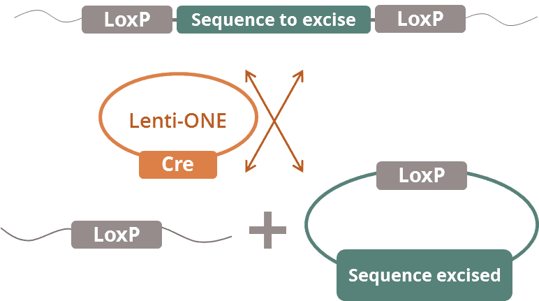 Lenti-ONE Cre-NLS -