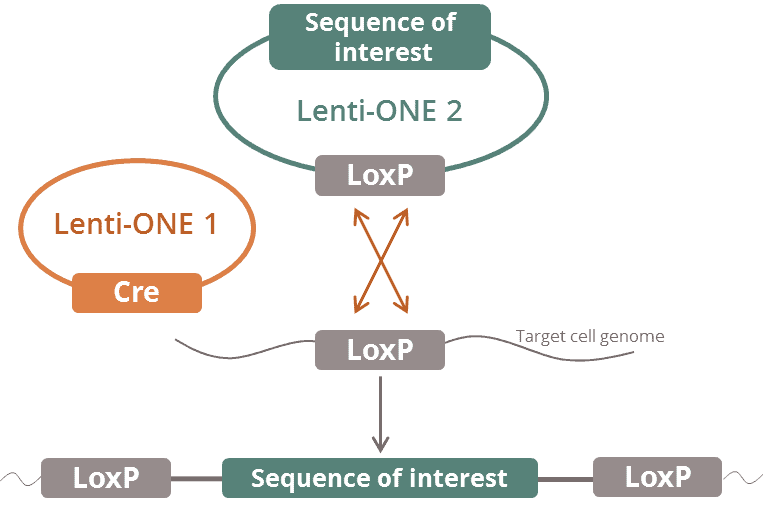 Lenti-ONE Cre-NLS -