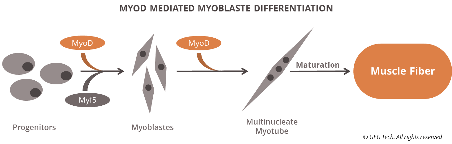 Lenti-ONE MyoD -