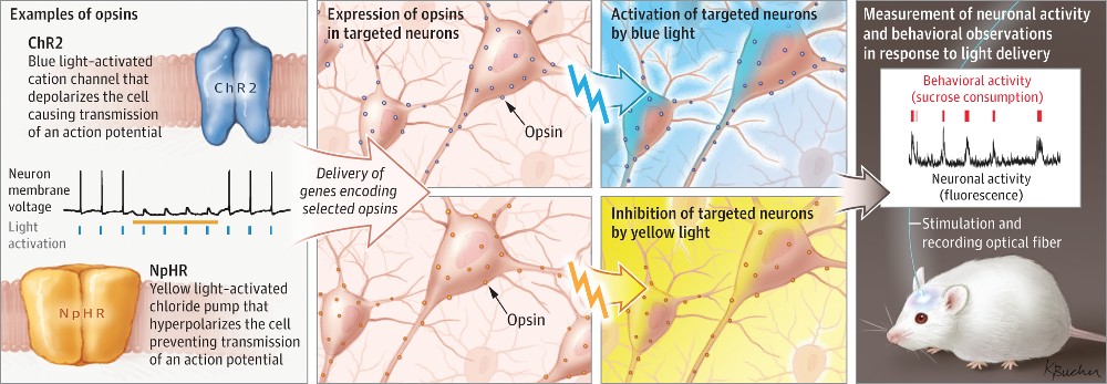 Optogenetics -