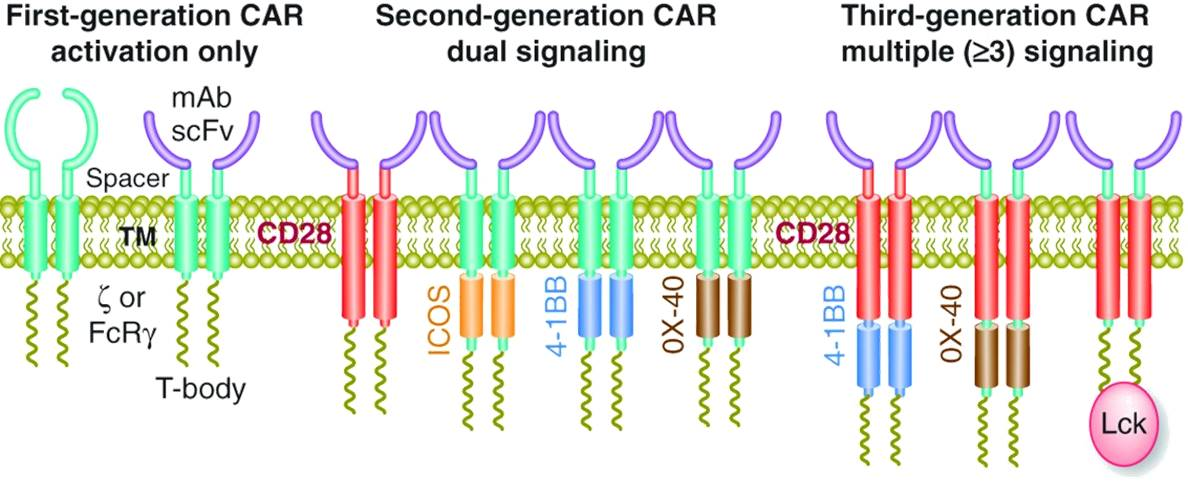 CAR Cells -