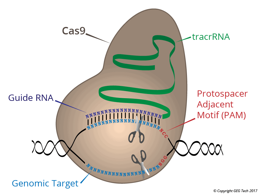 Cas9
