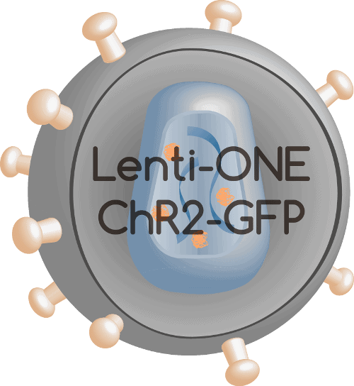Lenti-ONE ChR2-GFP