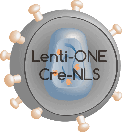 Lenti-ONE Cre-NLS