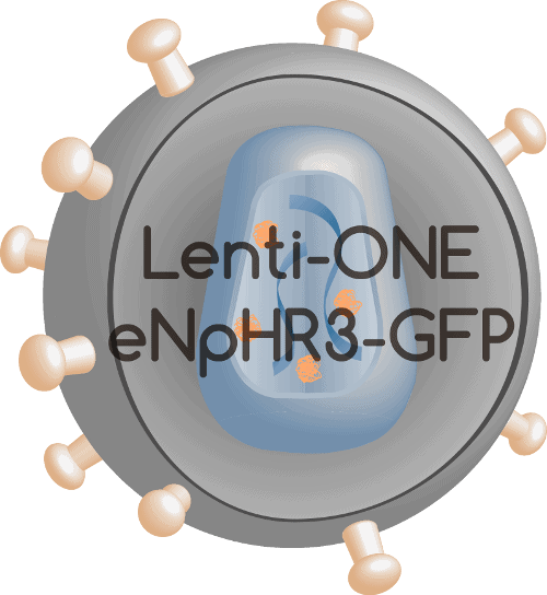 Lenti-ONE eNpHR3-GFP