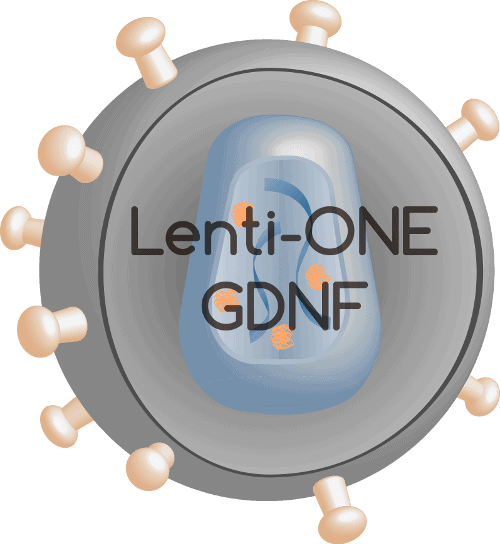 Lenti-ONE GDNF
