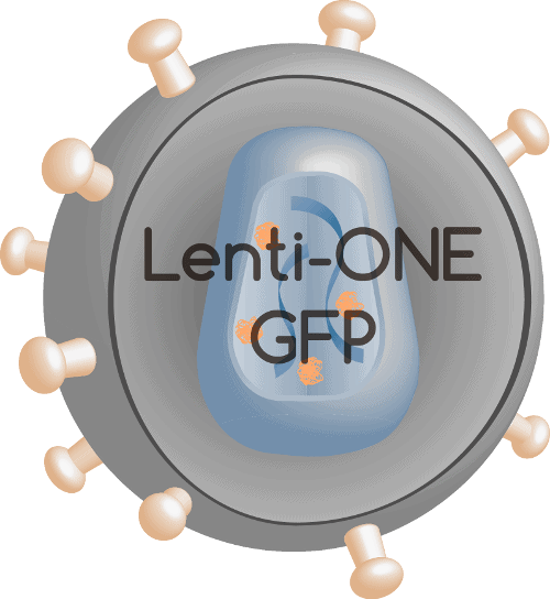 Lenti-ONE GFP
