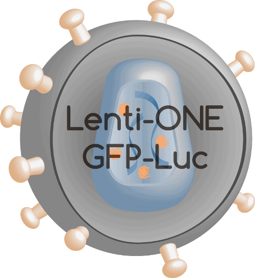 Lenti-ONE GFP-Luc