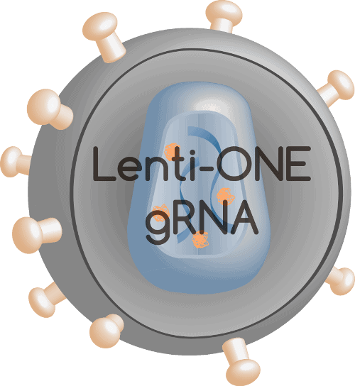 Lenti-ONE gRNA