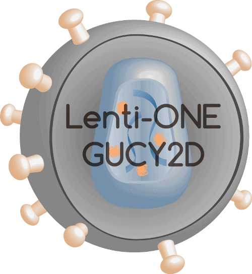 Lenti-ONE GUCY2D