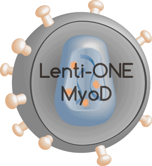 Lenti-ONE MyoD