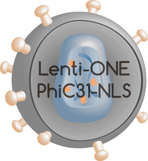 Lenti-ONE PhiC31-NLS