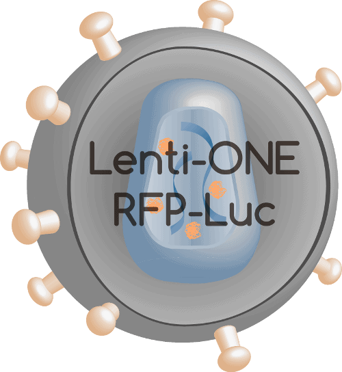 Lenti-ONE RFP-Luc