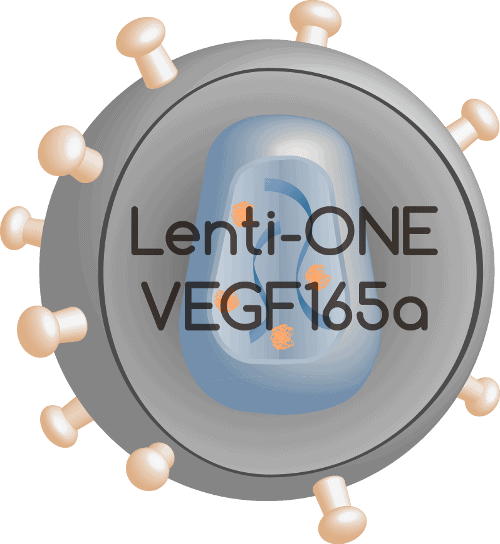 Lenti-ONE VEGF165a
