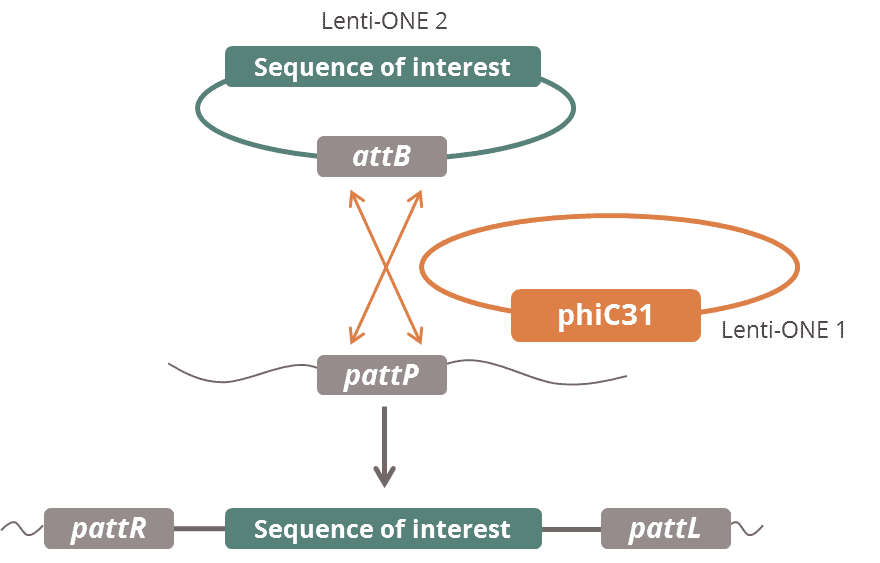 Lenti-ONE PhiC31-NLS -