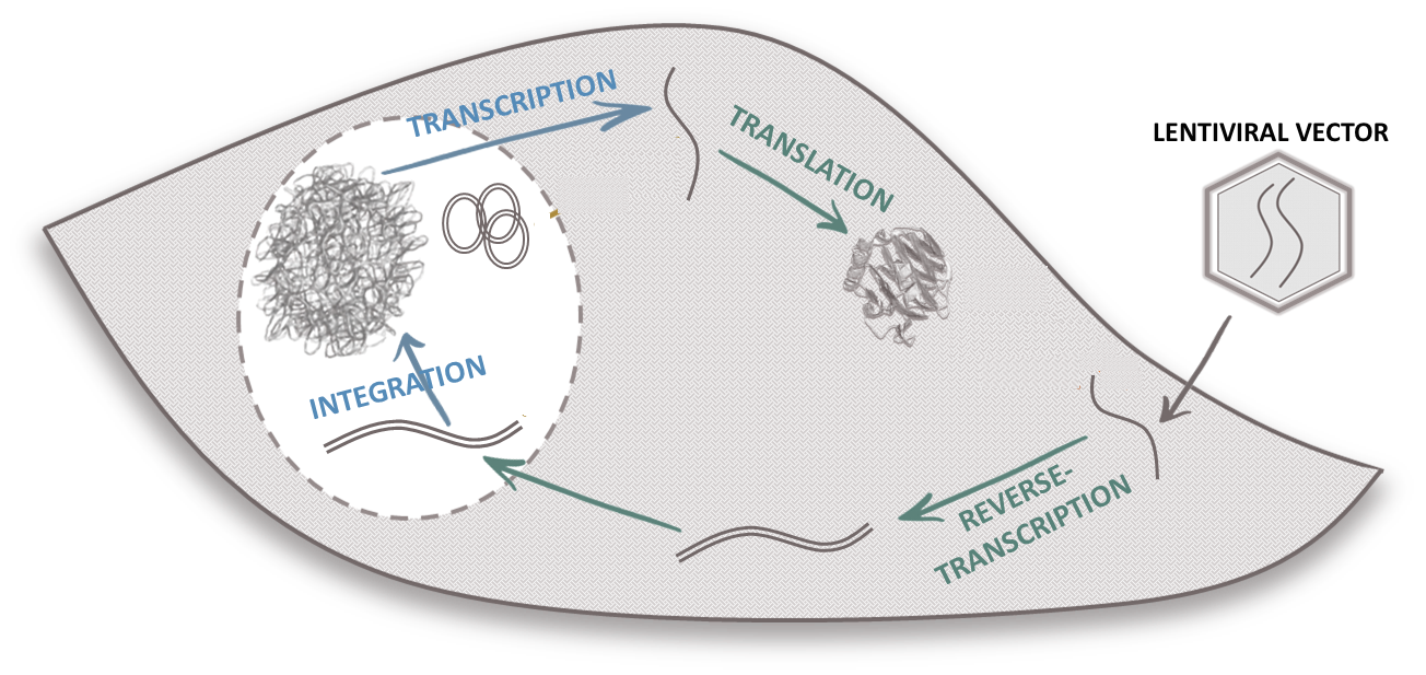 The rise of CAR-T therapies 2 - GEG Tech cycle LV