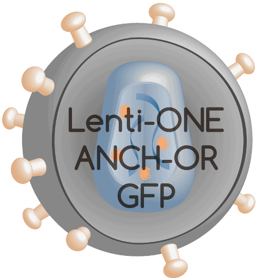lenti anchor