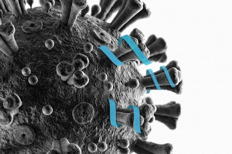 Human ACE2 Peptide-Mimics Block SARS-CoV-2 Pulmonary Cells Infection - Nature Communication 1 - GEG Tech Human ACE2 Peptide-Mimics Block SARS-CoV-2 Pulmonary Cells Infection - Nature Communication - Blog