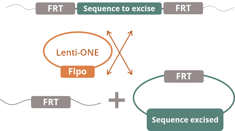 Lenti Flpo -