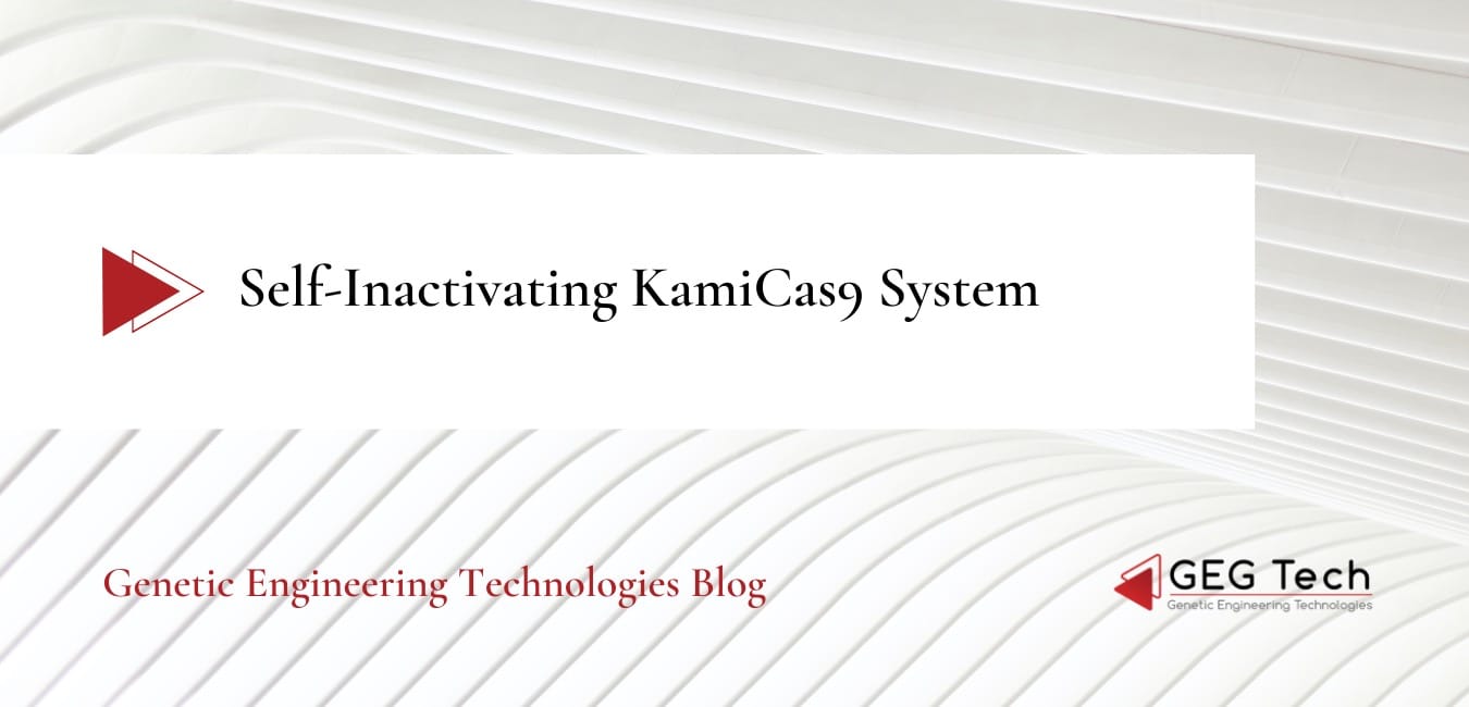 The Self-Inactivating KamiCas9 System for the Editing of CNS Disease Genes 2 - GEG Tech The Self-Inactivating KamiCas9 System for the Editing of CNS Disease Genes - Gene editing
