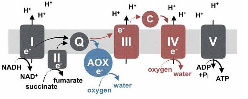 Alternative oxidase (AOX) 2 - GEG Tech Alternative oxidase (AOX) - Blog, Vectorology