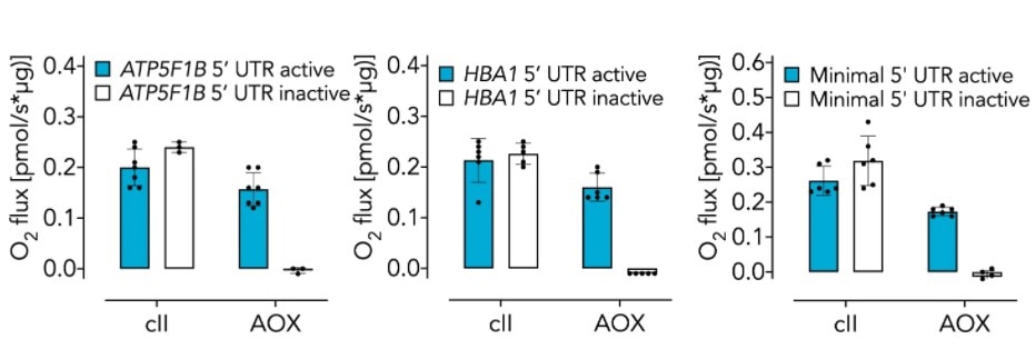 Alternative oxidase (AOX) 3 - GEG Tech Alternative oxidase (AOX) - Blog, Vectorology