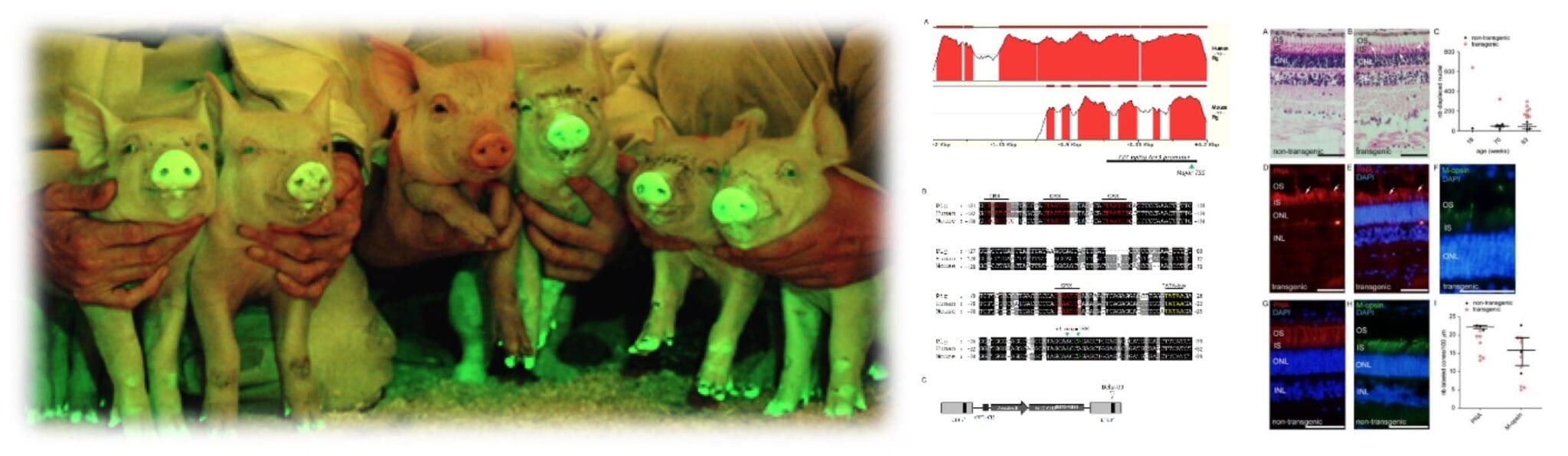 Innovative animal models -