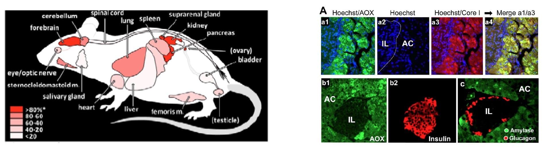 Innovative animal models -