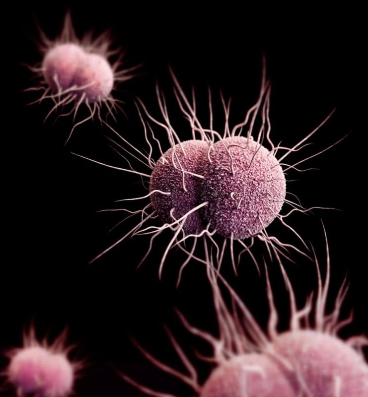 Antibiotic use, certain gut bacteria affect CAR-T efficacy, toxicity 1 - GEG Tech Antibiotic use, certain gut bacteria affect CAR-T efficacy, toxicity - Blog