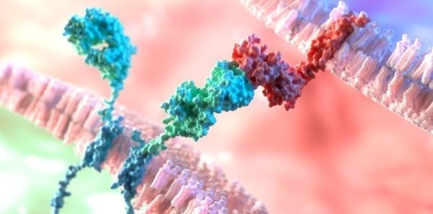Using synthetic gene cir­cuits to better control the timing of immunotherapy - Blog