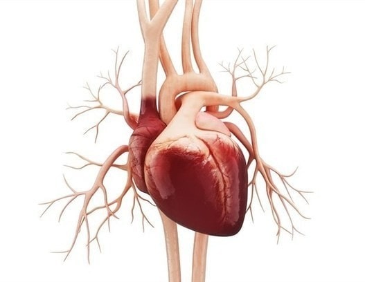 UW researchers engineer stem cells that do not generate dangerous arrhythmias - Blog