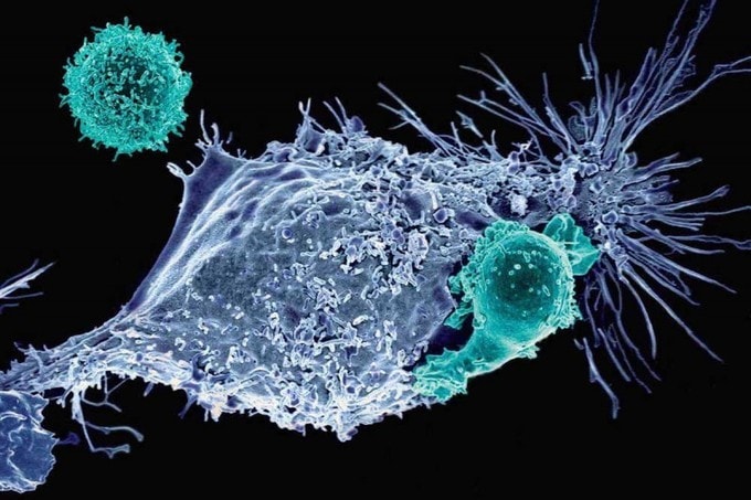 ST3GAL1 and βII-spectrin pathways control CAR T cell migration to target tumors | Nature Immunology - Blog