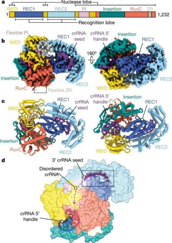 Appetite for Destruction: The Indiscriminate Nuclease Activity of Cas12a2 1 - GEG Tech Appetite for Destruction: The Indiscriminate Nuclease Activity of Cas12a2 - Blog