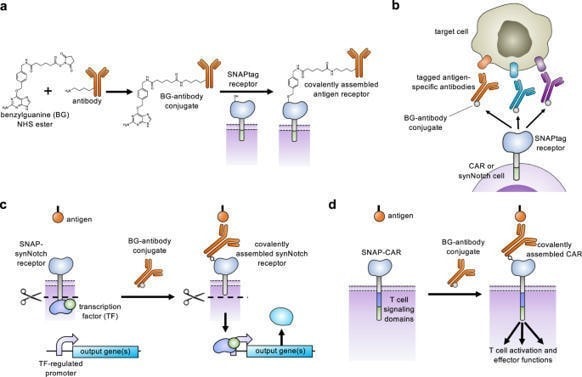 Post-translational covalent assembly of CAR and synNotch receptors for programmable antigen targeting | Nature Communications 1 - GEG Tech Post-translational covalent assembly of CAR and synNotch receptors for programmable antigen targeting | Nature Communications - Blog
