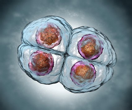 New study warns of dangers of gene editing in human embryos - Blog