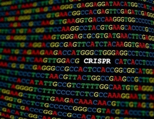 Small and precise CRISPR-Cas13bt3 system can be used to shred viruses - Blog
