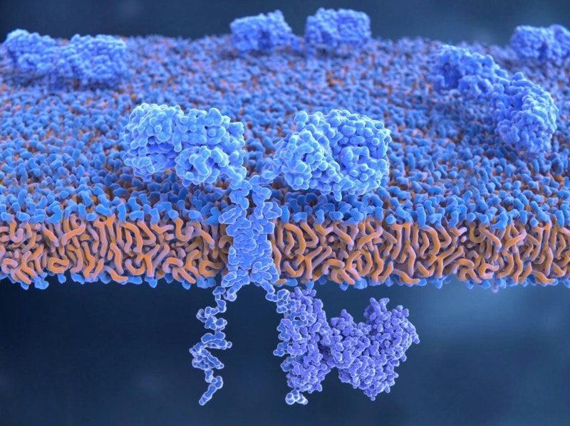 Revolutionary CAR T-cell therapy shows promise in reversing age-related metabolic dysfunction 1 - GEG Tech Revolutionary CAR T-cell therapy shows promise in reversing age-related metabolic dysfunction - Blog
