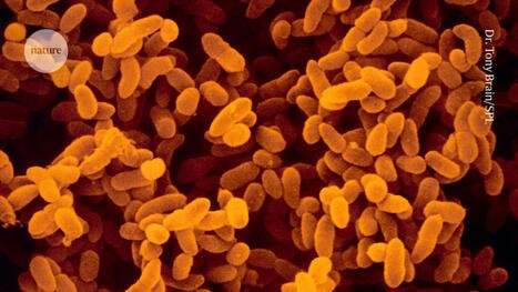 ‘Smart’ antibiotic can kill deadly bacteria while sparing the microbiome - Nature&nbsp; - Blog