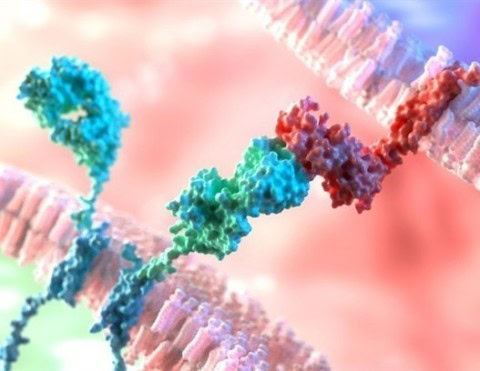 Cellular immunotherapy offers hope for solid tumors - Blog