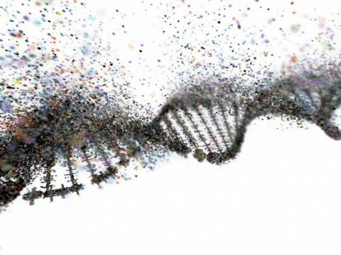 Genome editing with the HDR-enhancing DNA-PKcs inhibitor AZD7648 causes large-scale genomic alterations 1 - GEG Tech Genome editing with the HDR-enhancing DNA-PKcs inhibitor AZD7648 causes large-scale genomic alterations - Blog