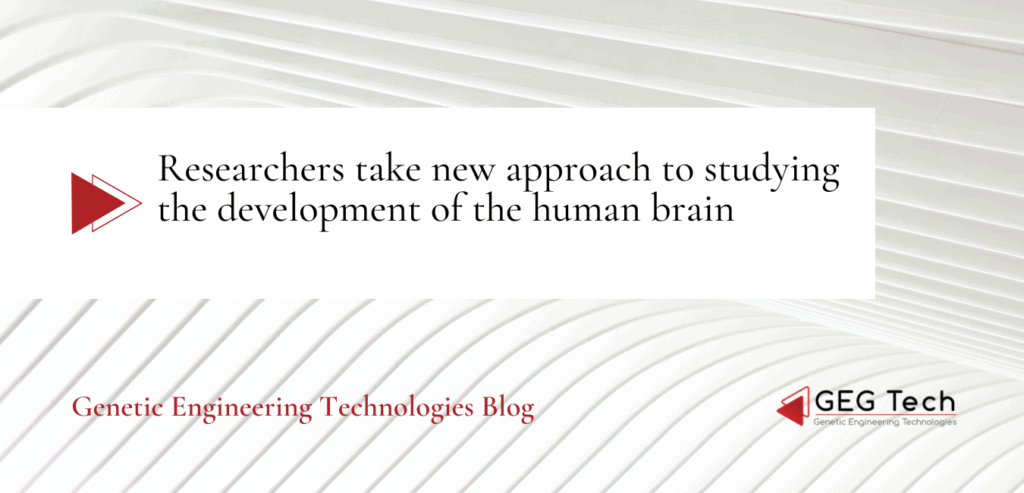 Researchers take new approach to studying the development of the human brain - Blog